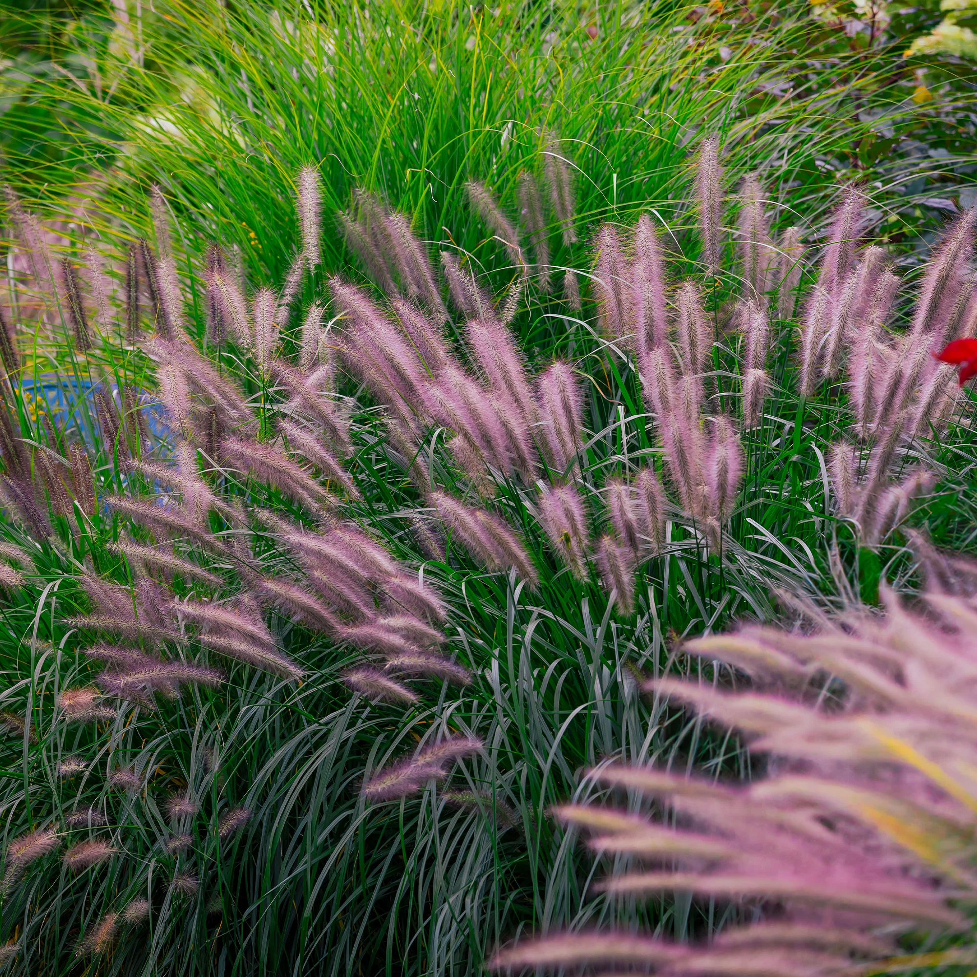 Pennisetum 'Red Head' - Image 5