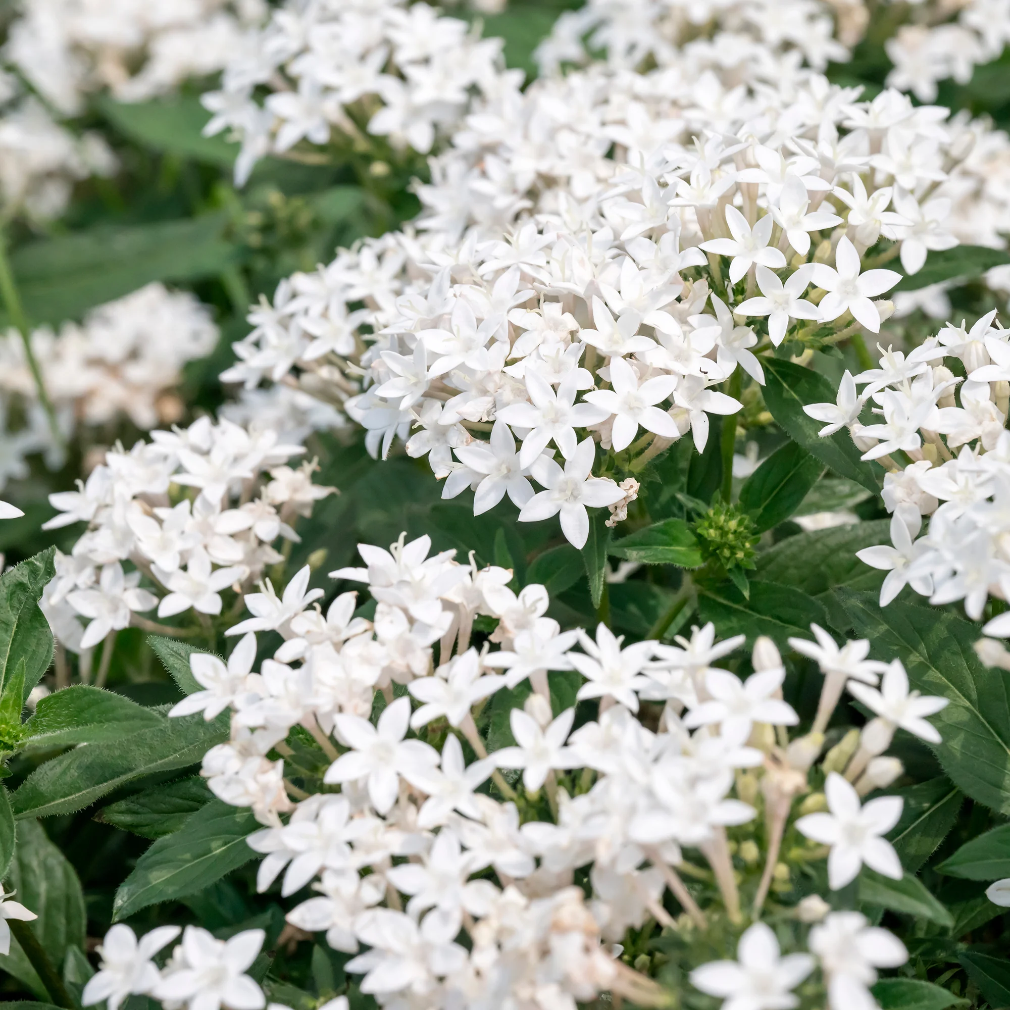 Pentas blanc - Image 2