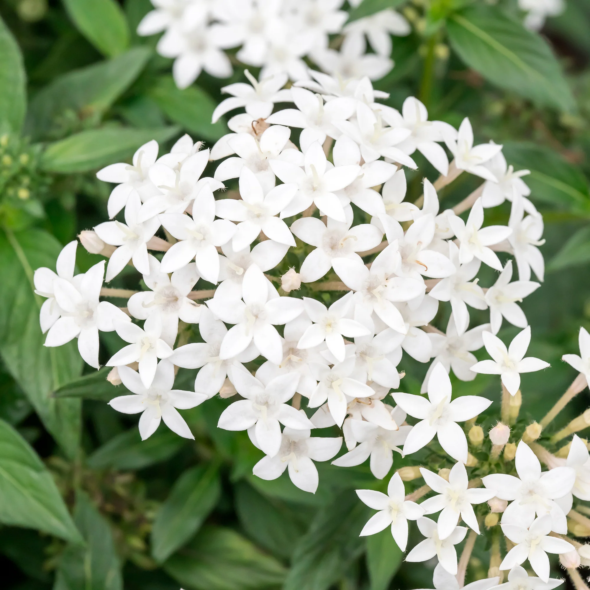 Pentas blanc - Image 3