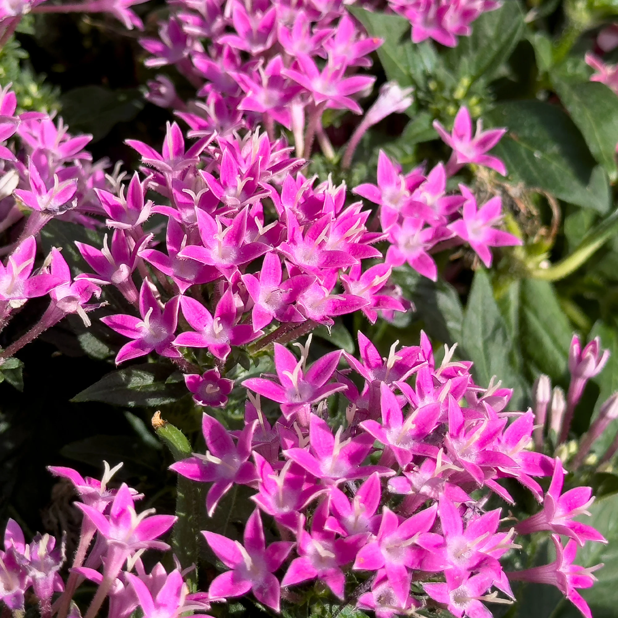 Pentas rose - Image 2