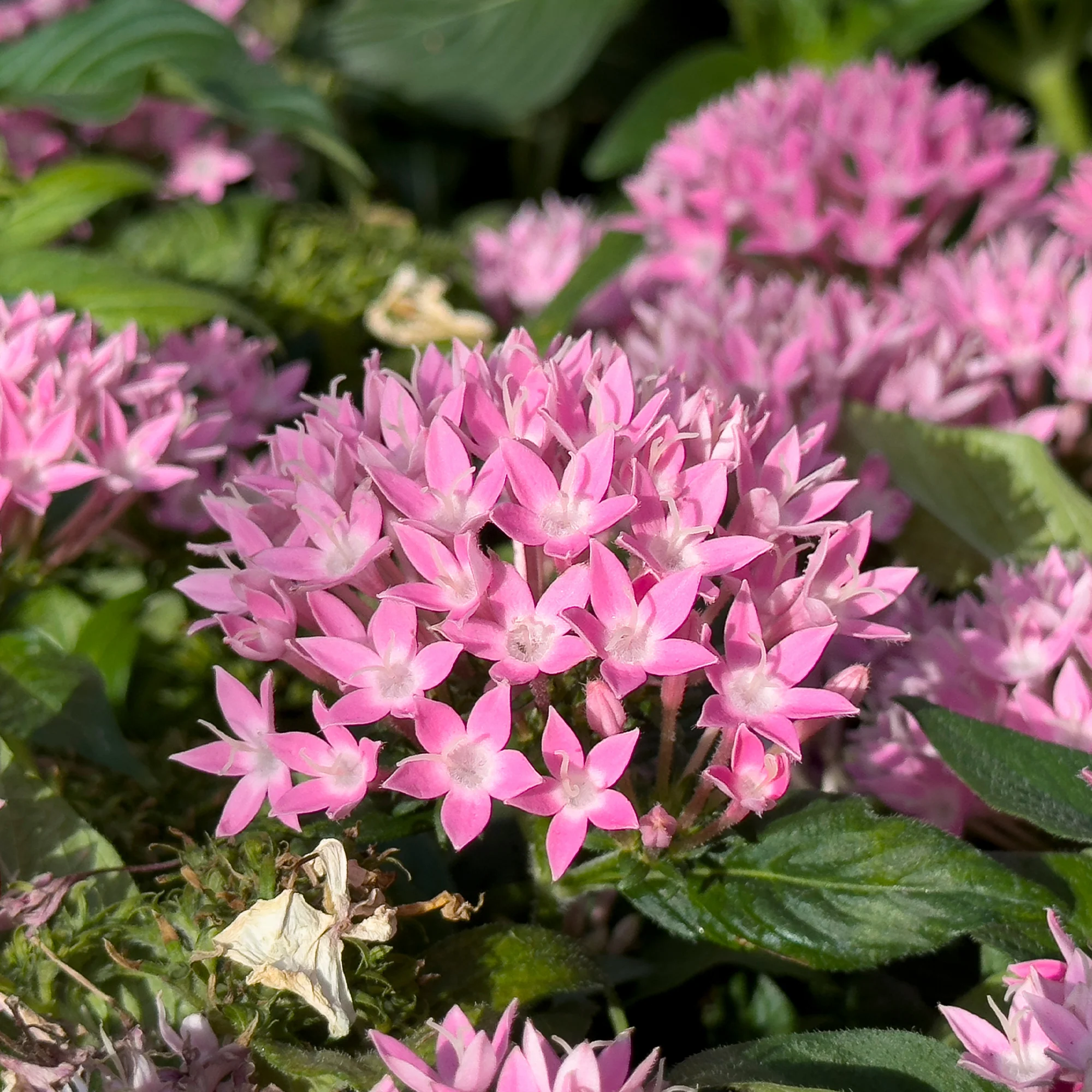 Pentas rose - Image 3