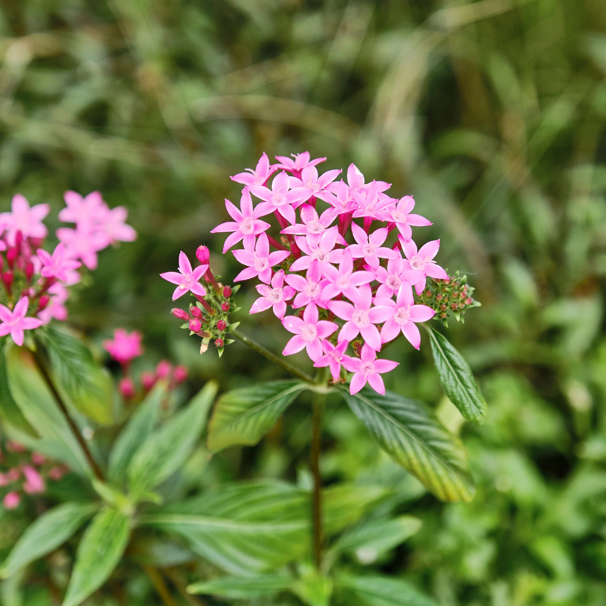 Pentas rose - Image 4