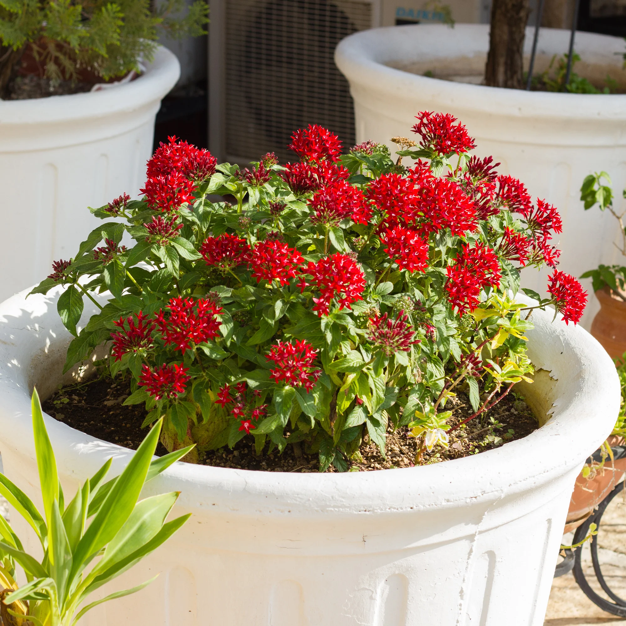 Pentas rouge - Image 2