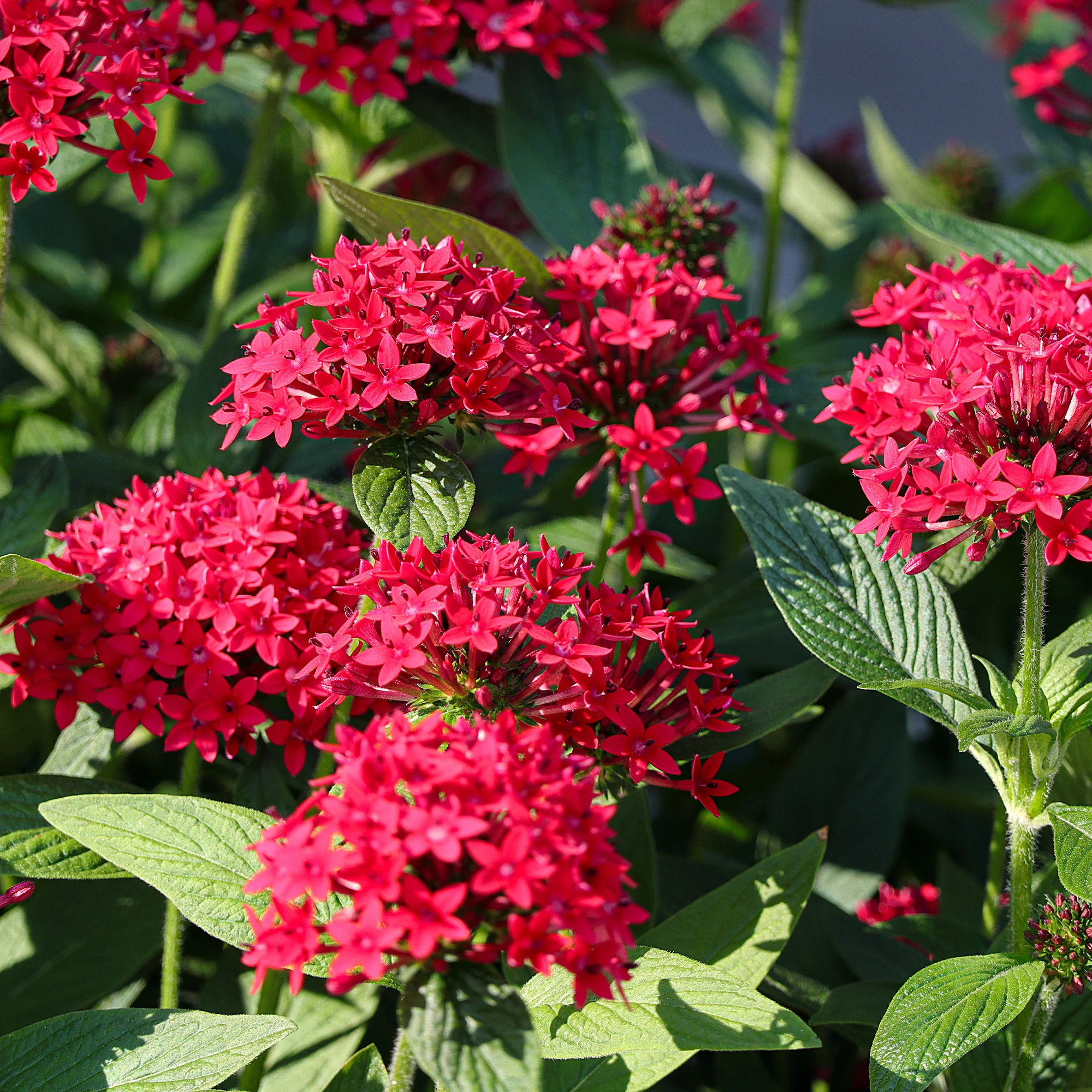 Pentas rouge - Image 3