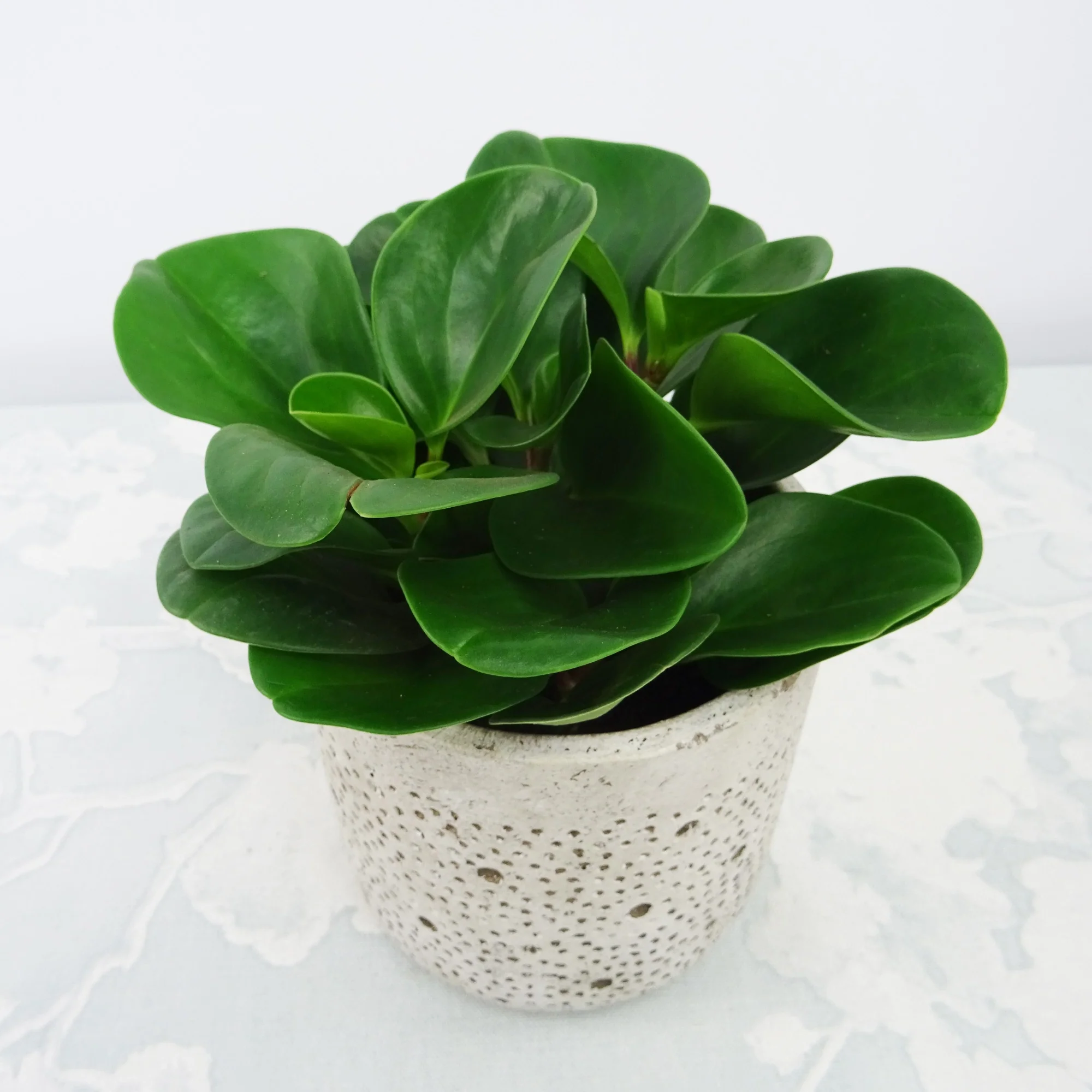 Peperomia Green - Image 3