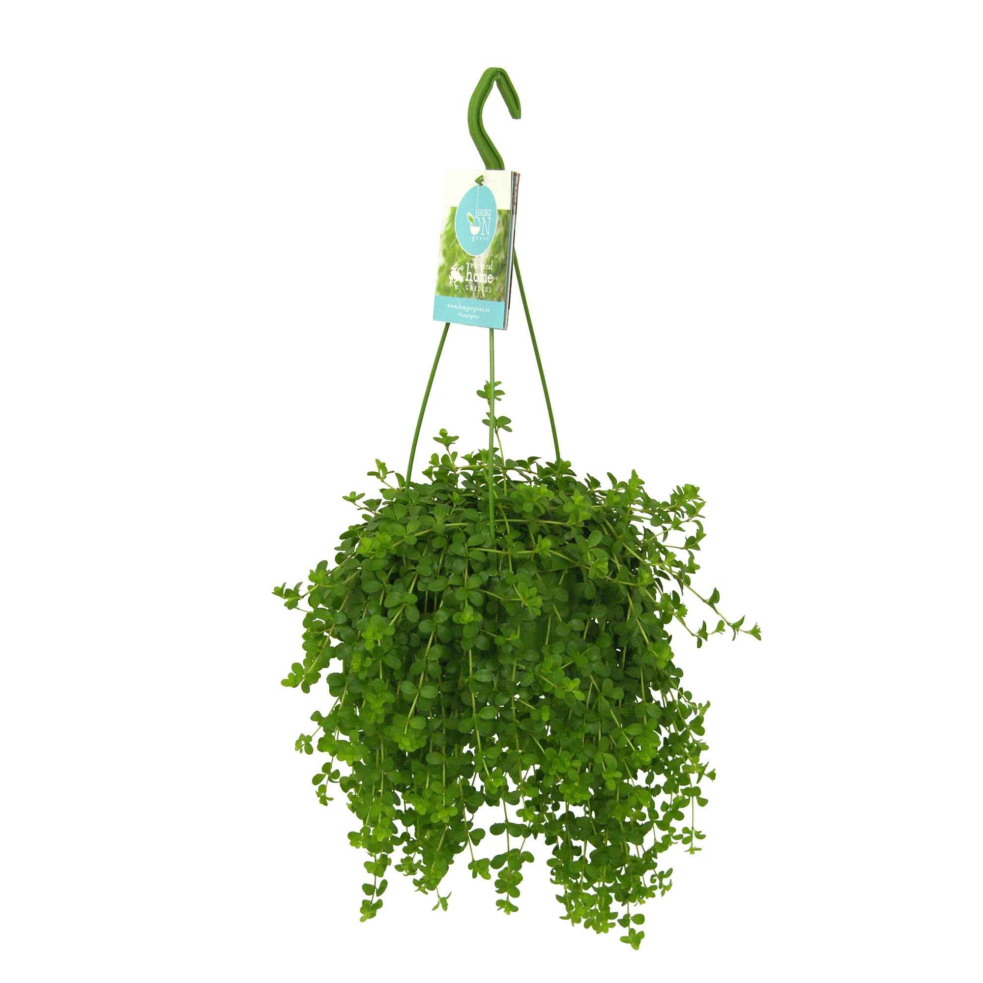 Peperomia 'Isabelle'  - Plante suspendue - Image 3