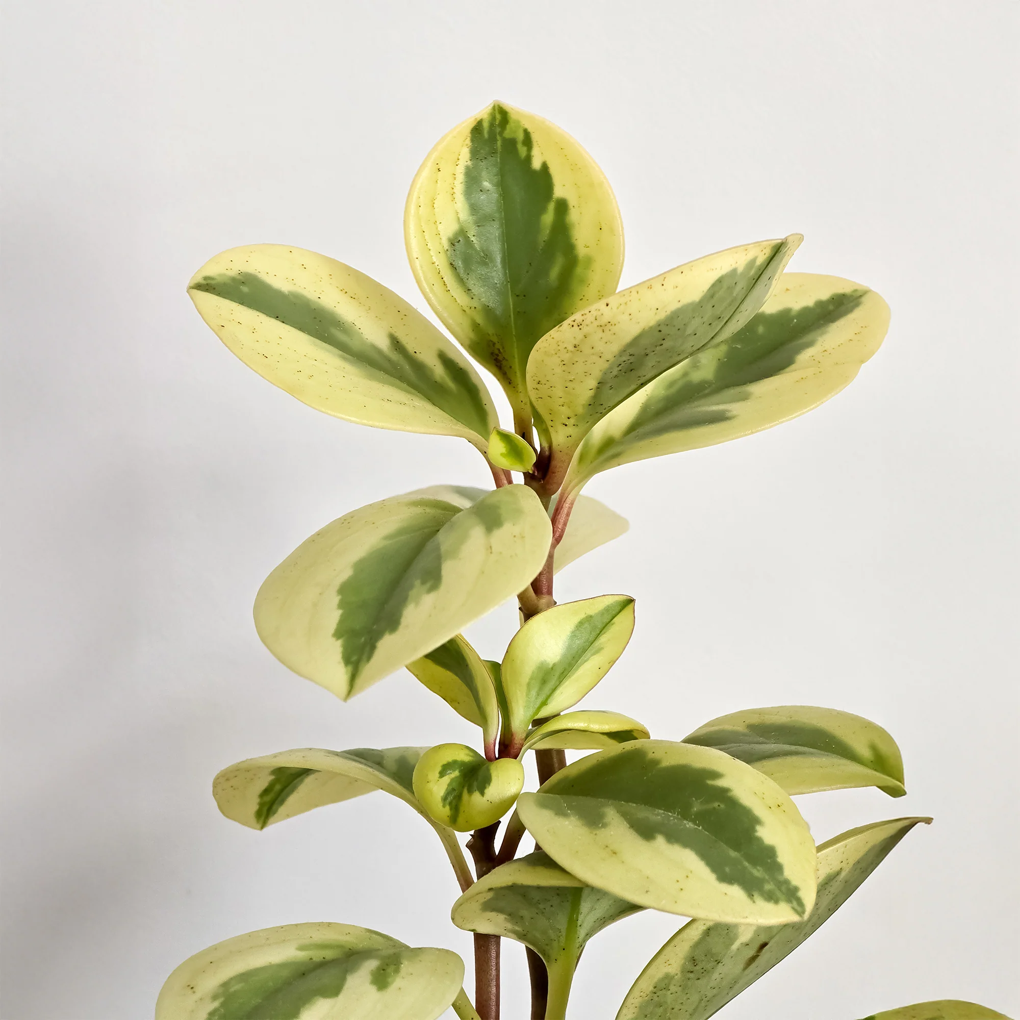 Pépéromie Obtipan Bicolor