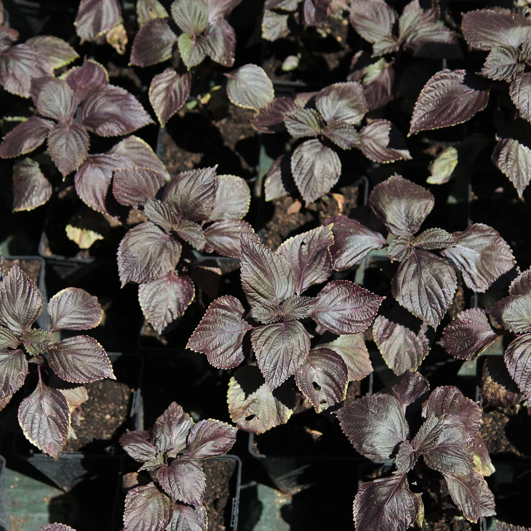 Perilla rouge - Shiso