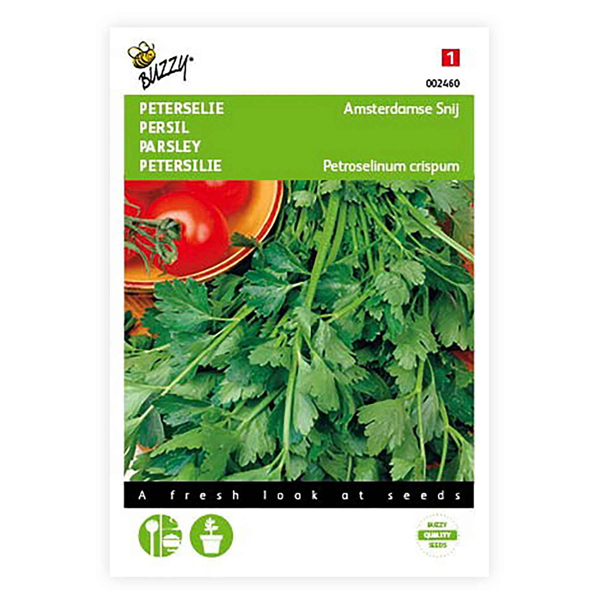 Persil plat commun d'Amsterdam - Image 3