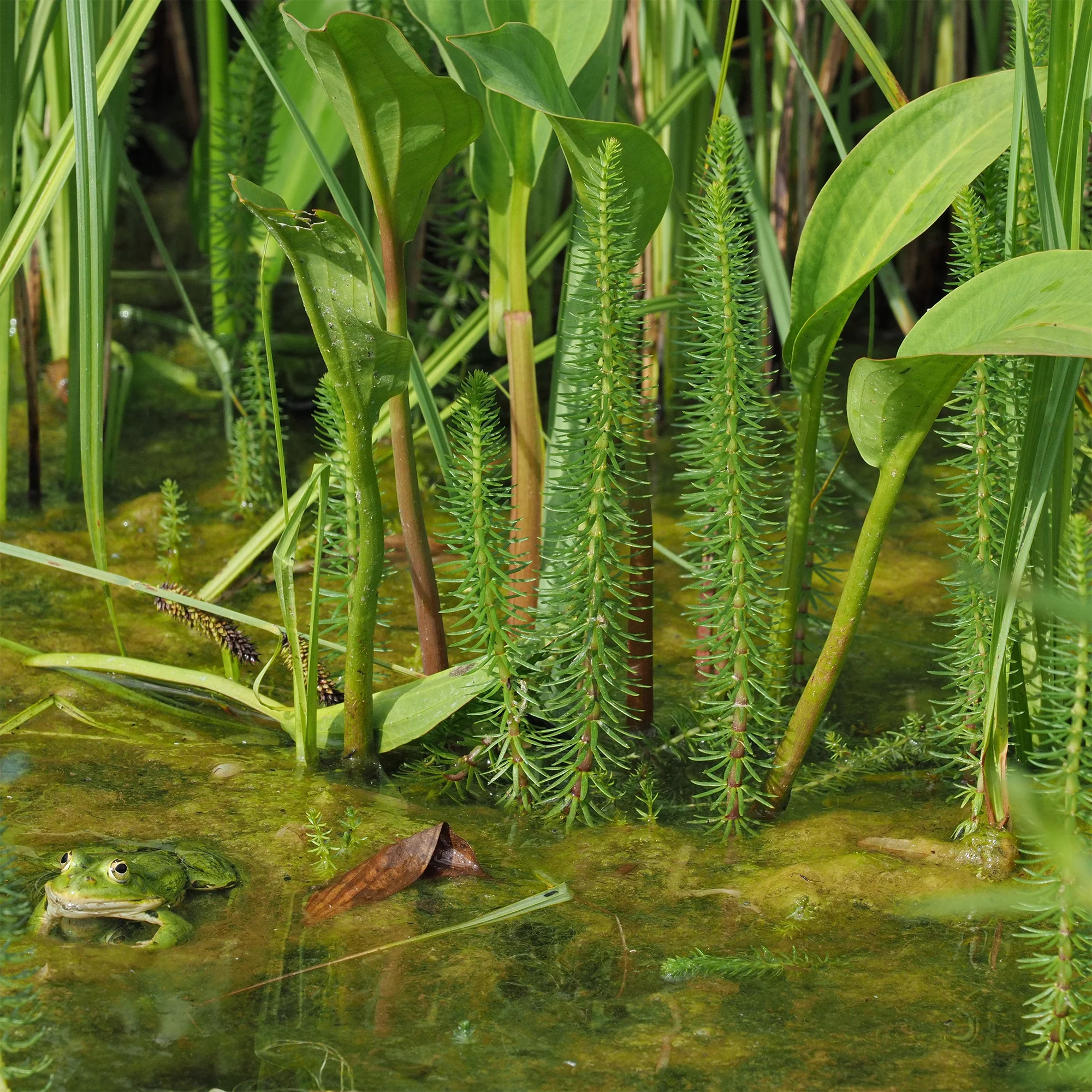 Pesse d'eau - Image 2