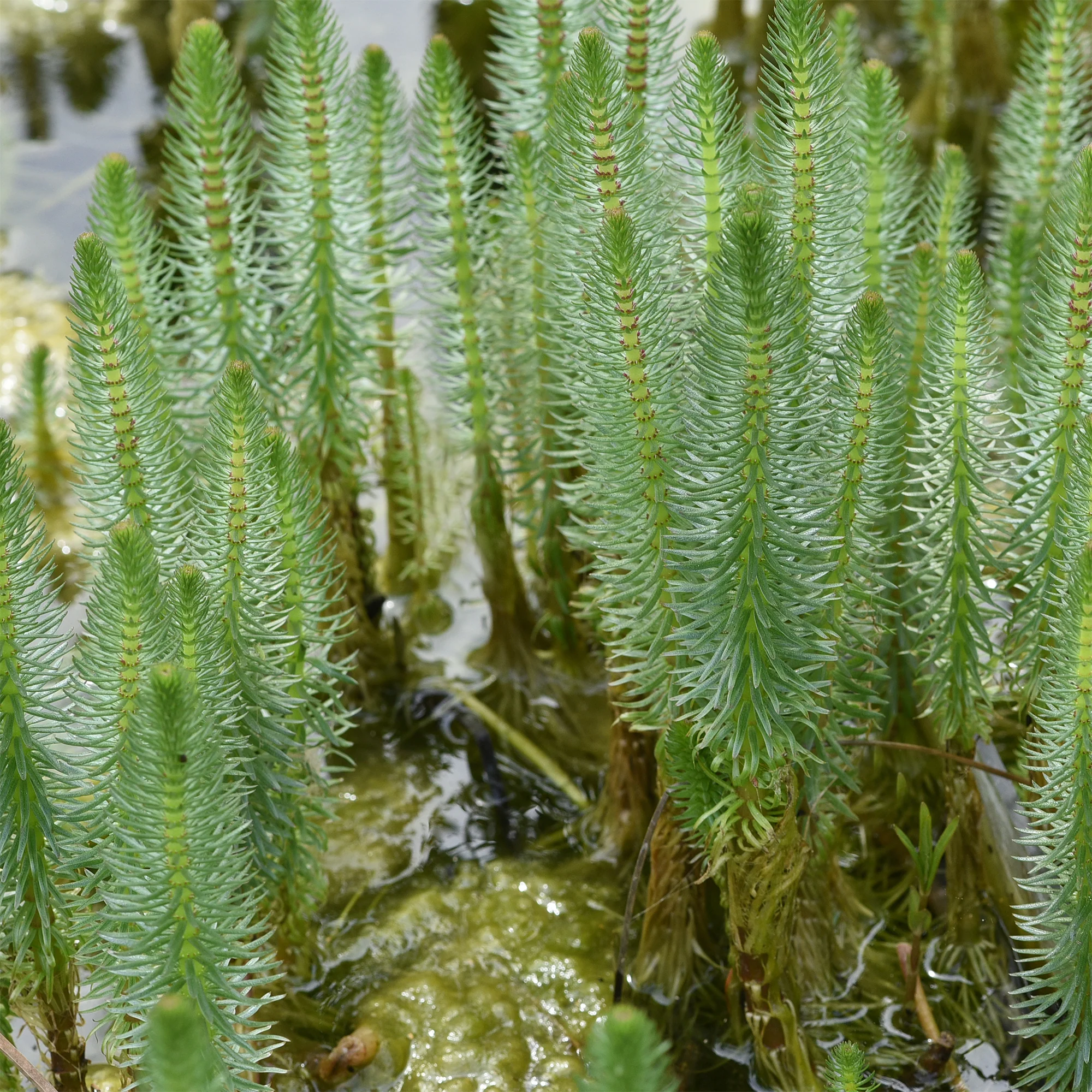 Pesse d'eau - Image 3