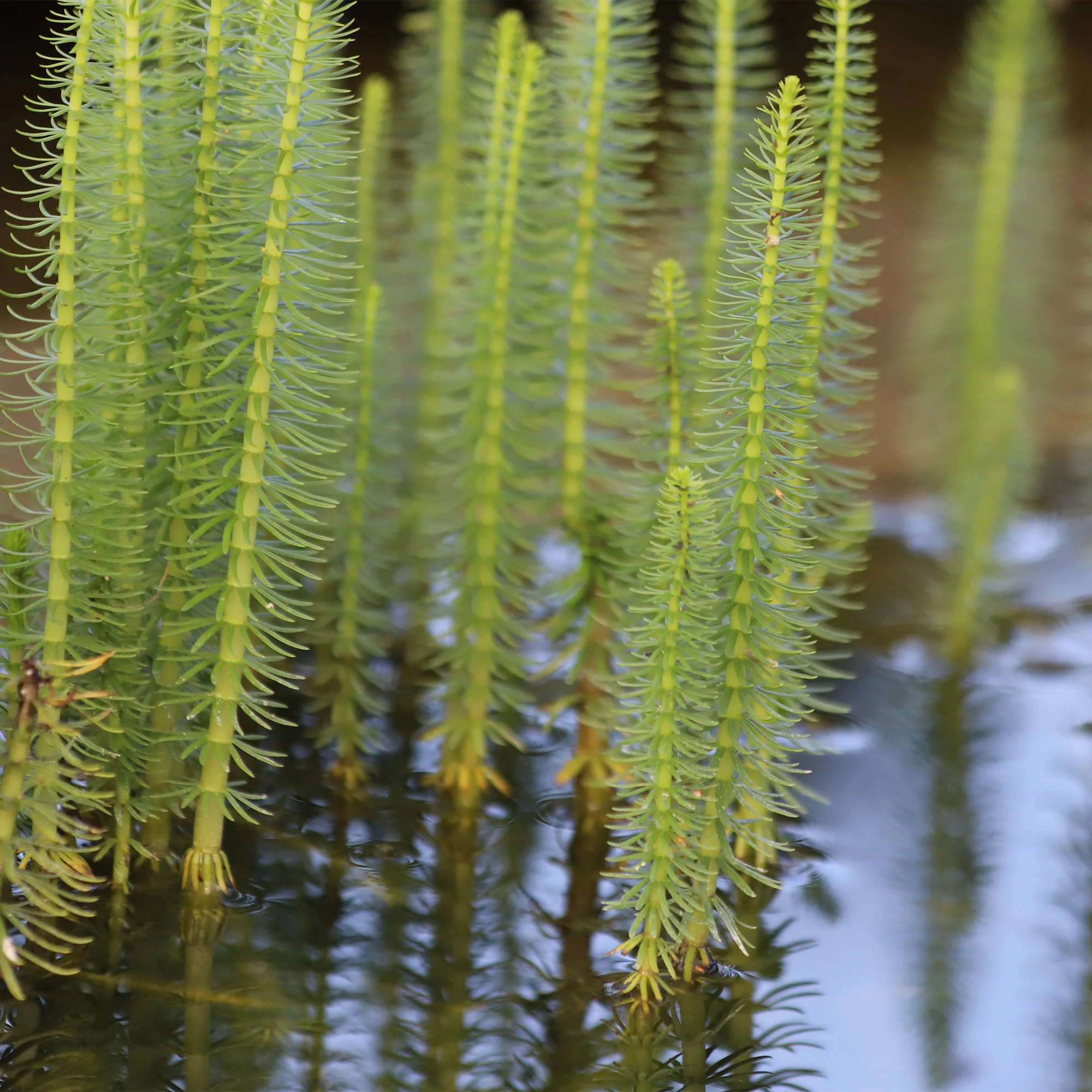 Pesse d'eau - Image 4