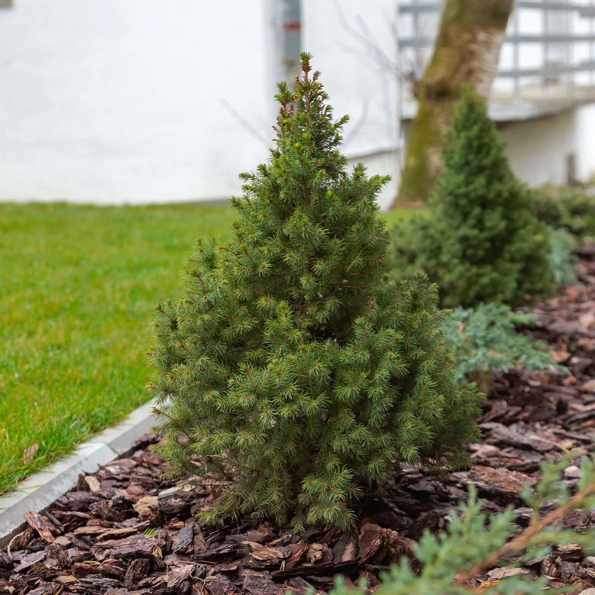Picea glauca Conica - Image 3