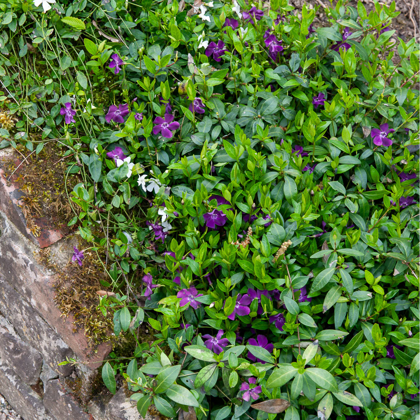 Petite pervenche Atropurpurea