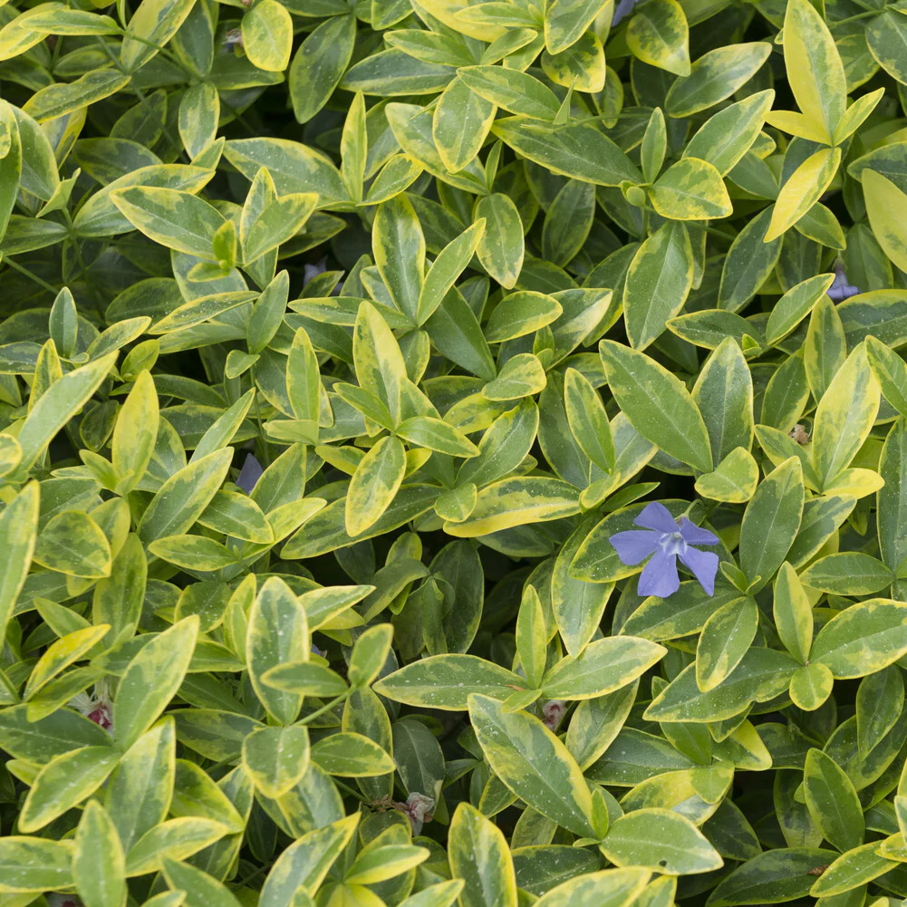 Petite pervenche Aureovariegata - Image 2