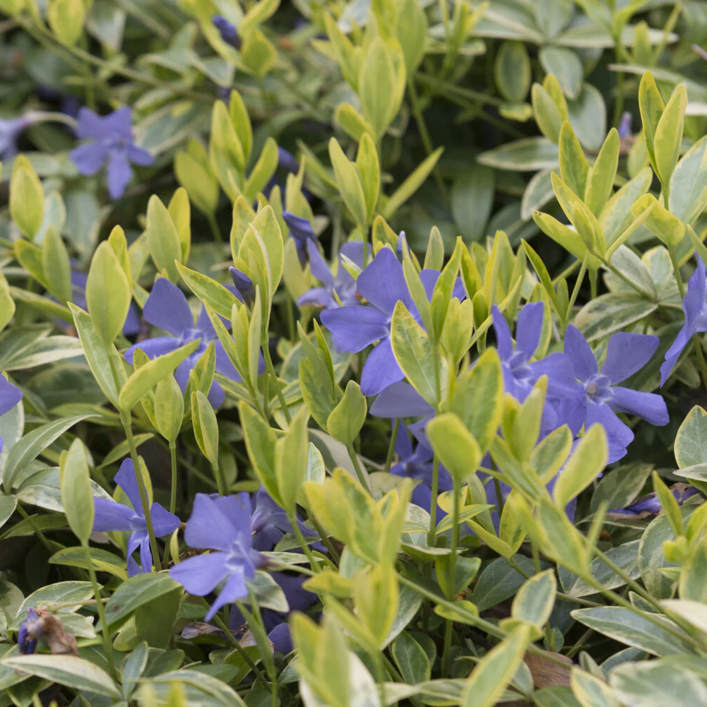 Petite pervenche Aureovariegata - Image 3