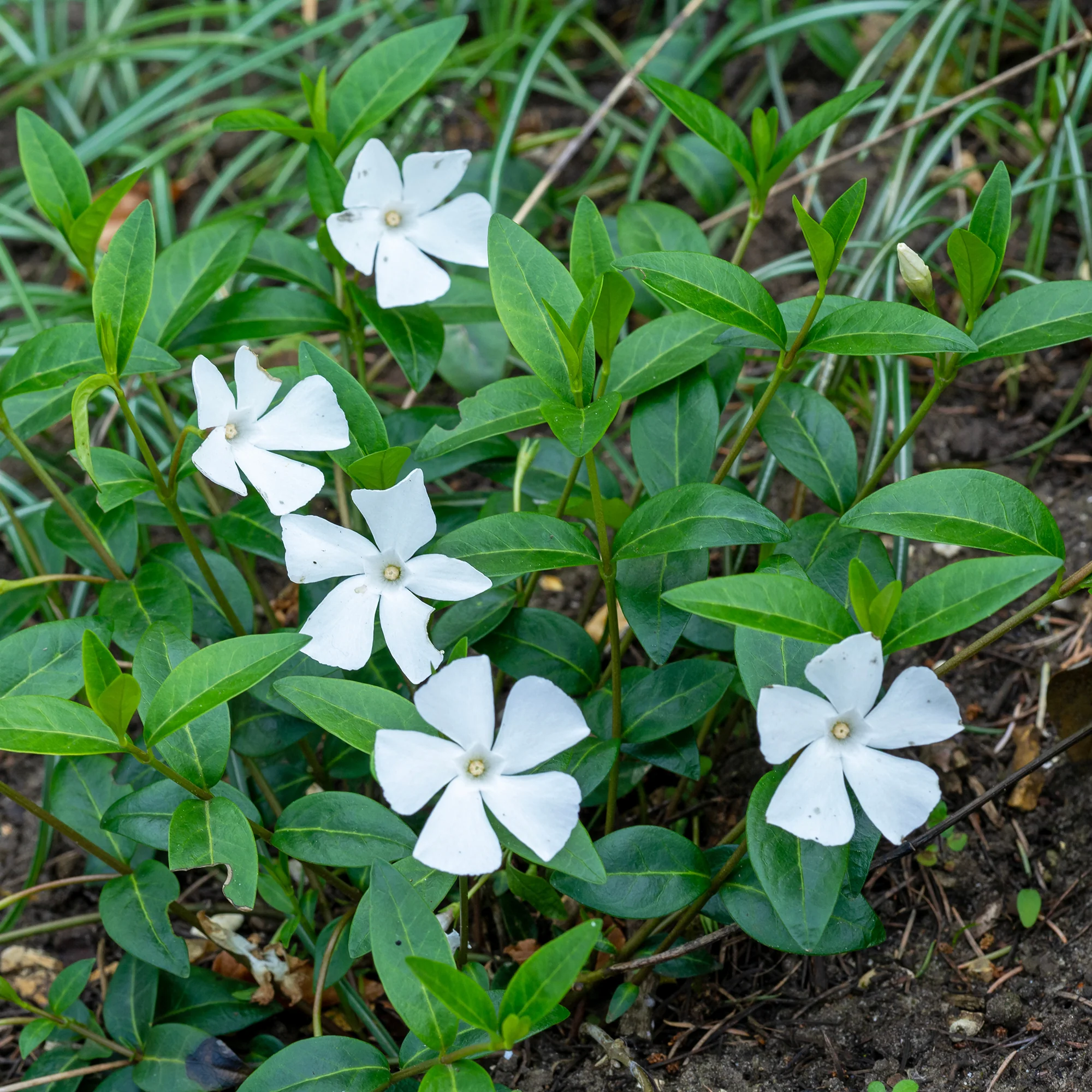 Petite pervenche blanche