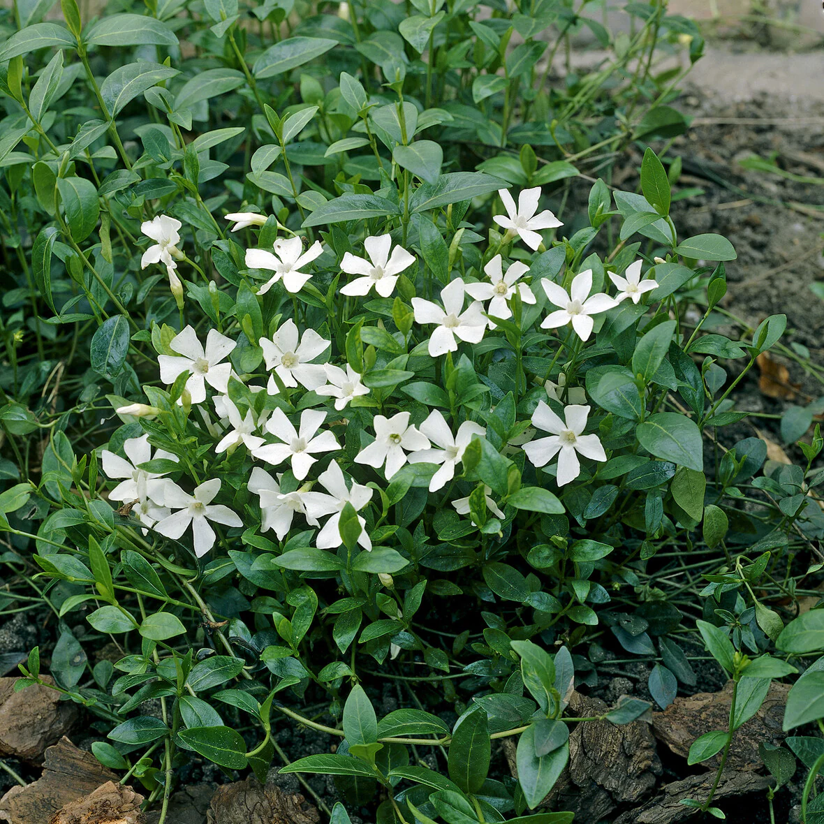 Petite pervenche Gertrude Jekyll - Image 3