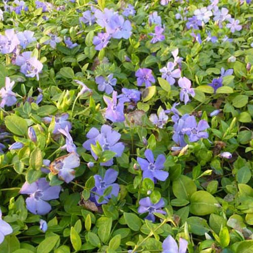 Petite pervenche Marie