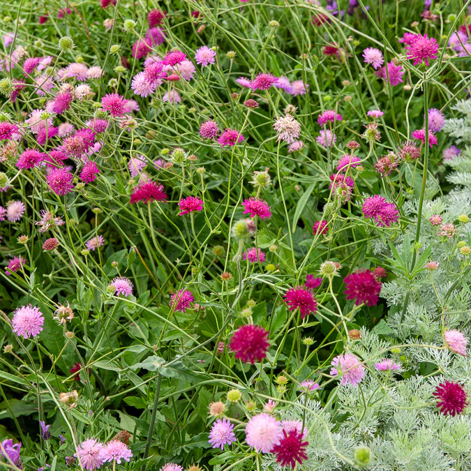 Petite scabieuse de Macédoine Melton Pastels - Image 3