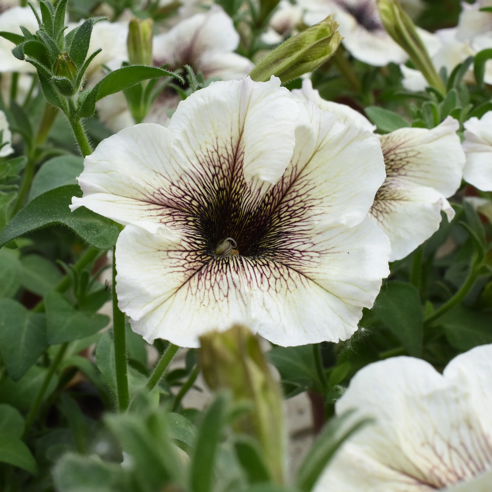 Pétunia à cœur marron - Image 2