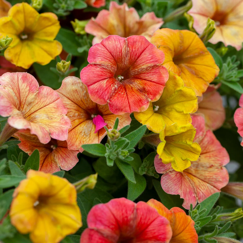 3 Pétunias retombants jaunes roses - Image 2