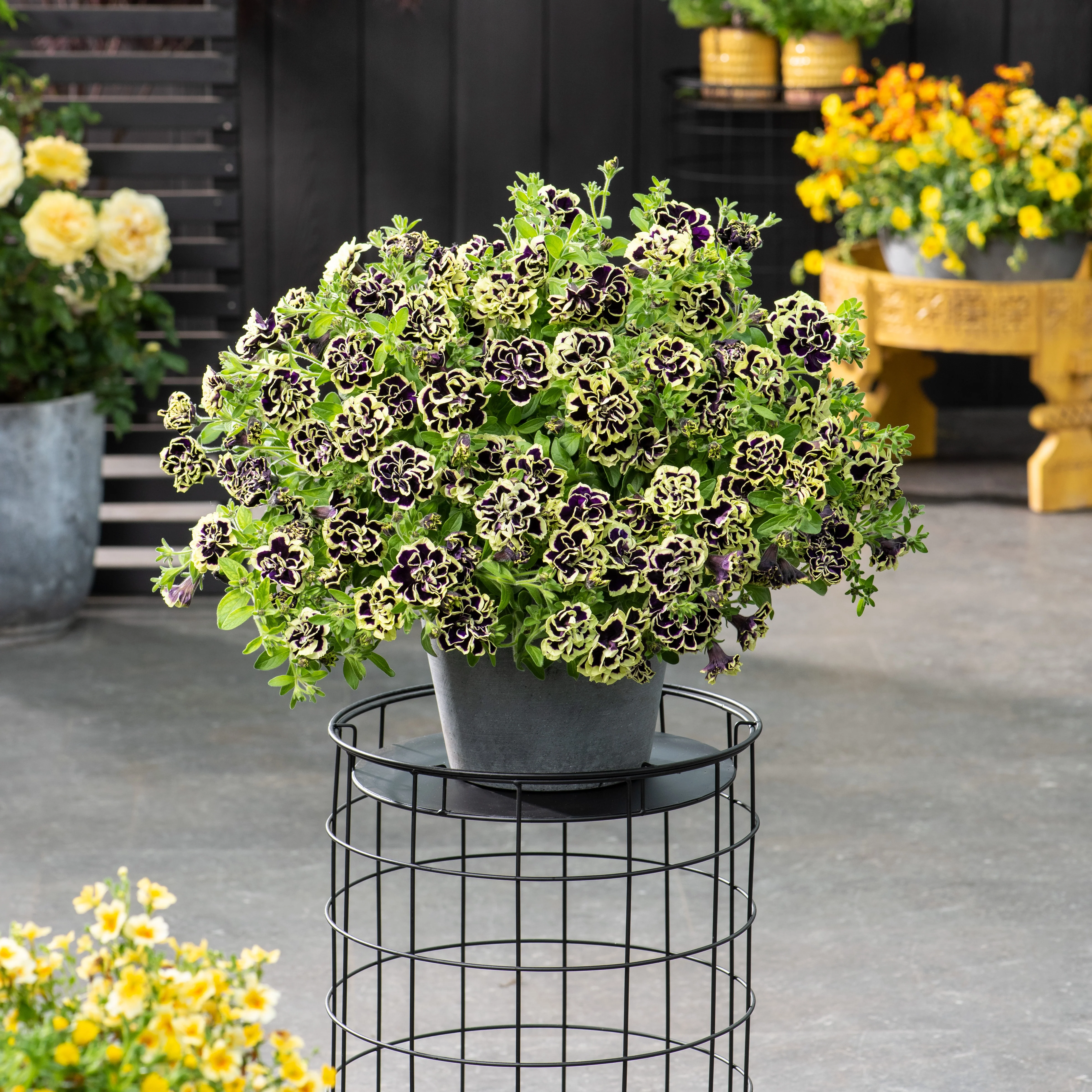 3 Pétunias fleur double noir/jaune