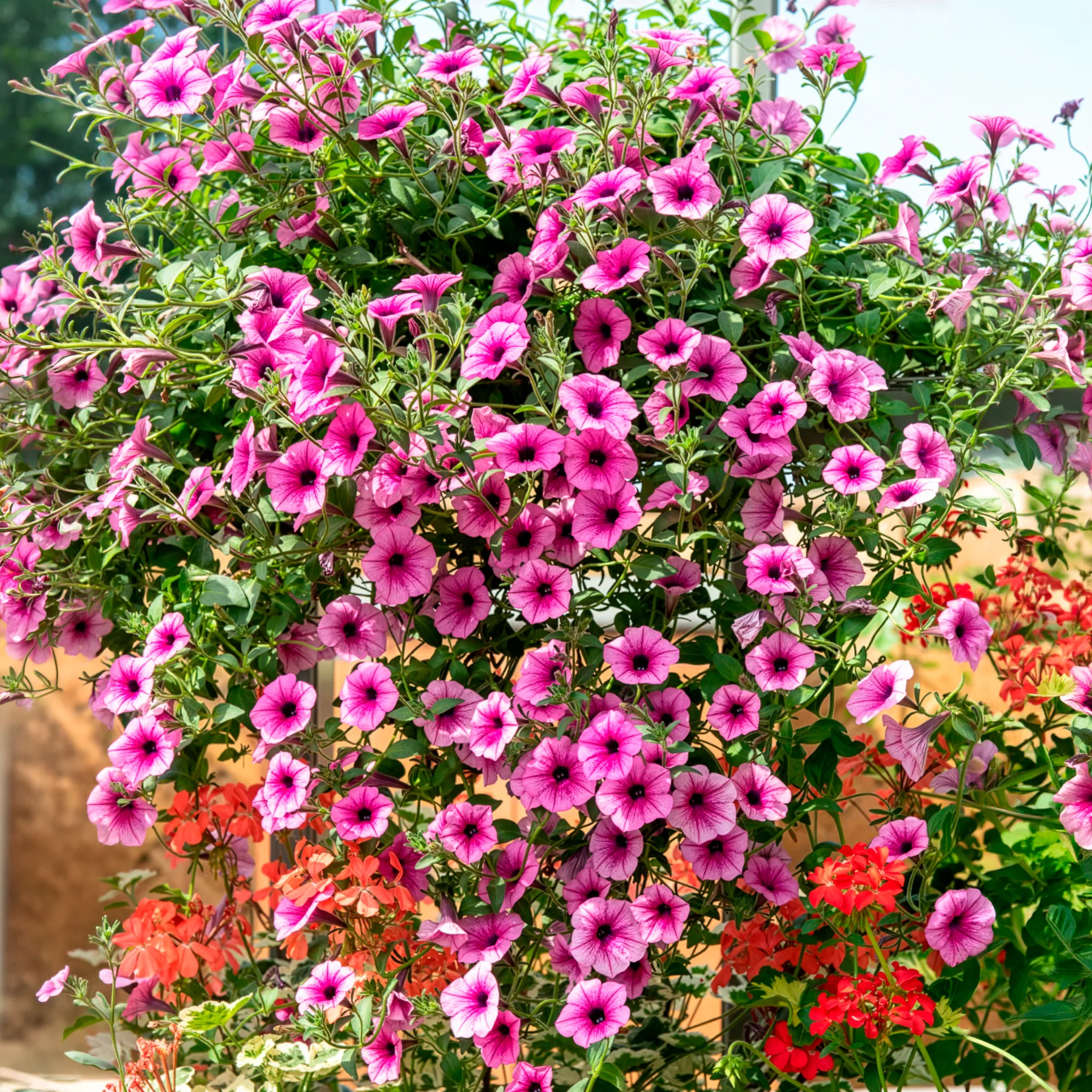 3 Pétunias retombants roses - Image 4