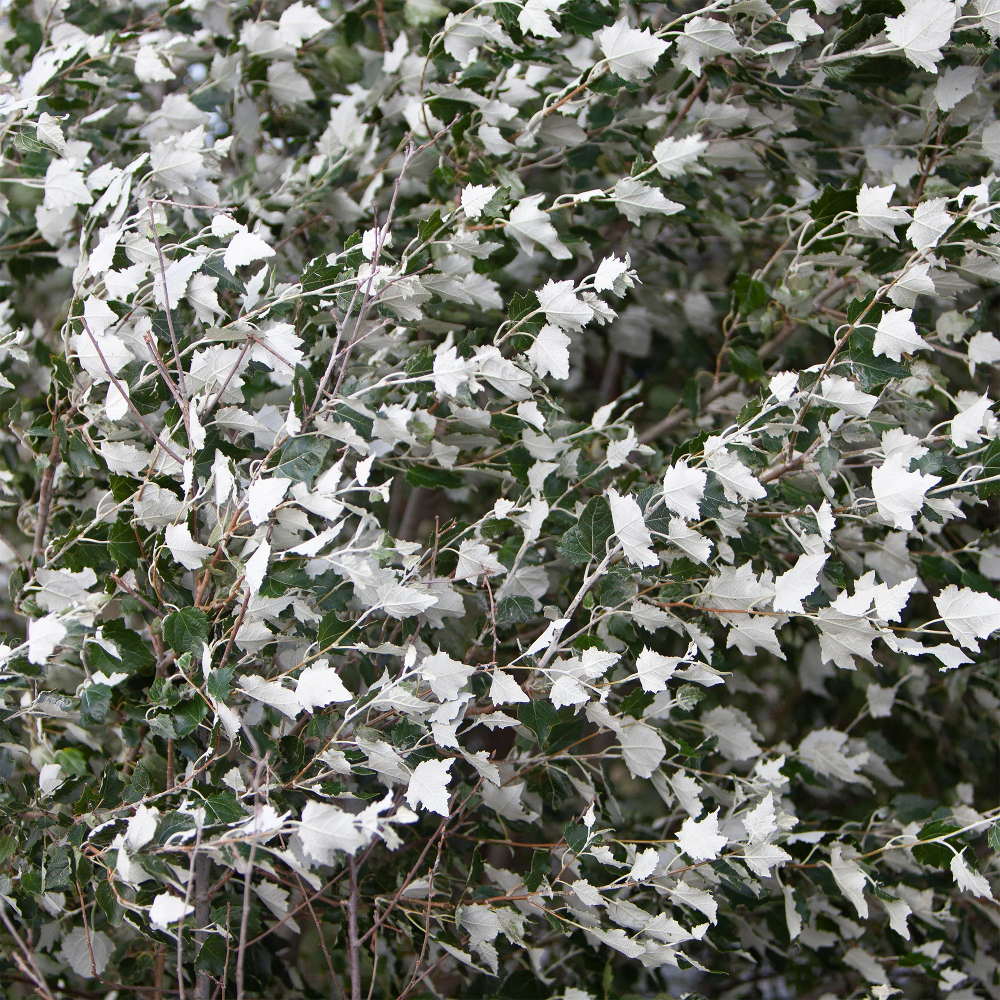 Peuplier blanc