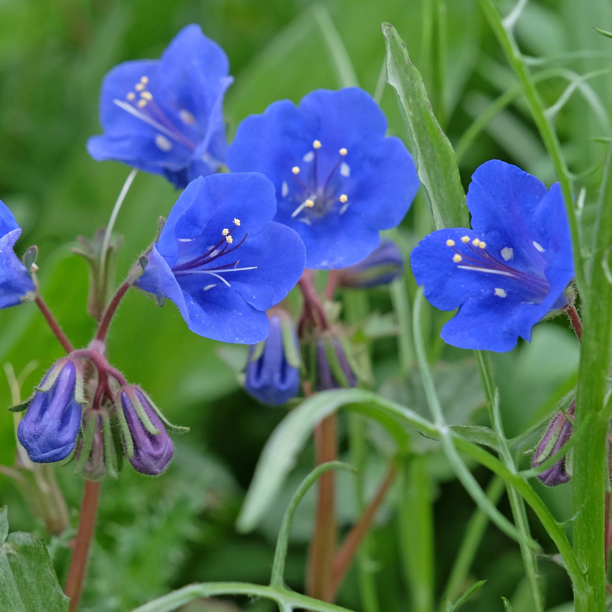 Phacelie Blue Bell