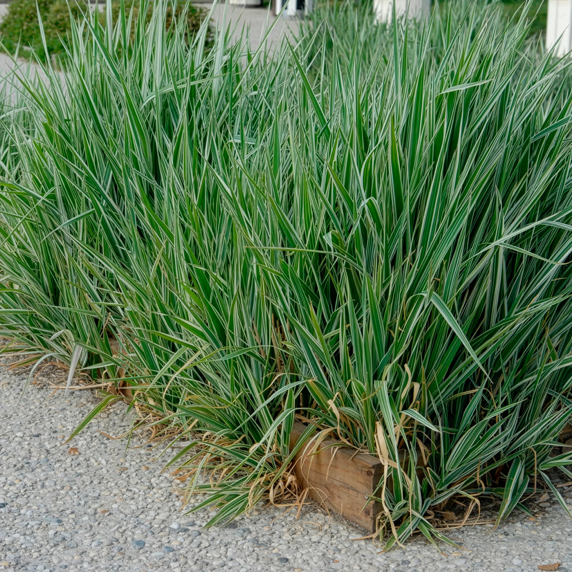 Phalaris - Baldingère faux-roseau