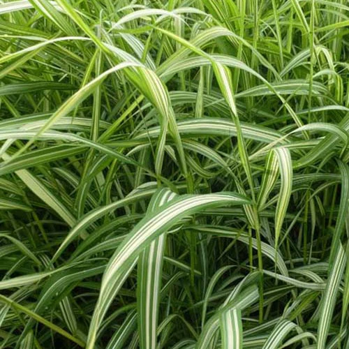 Phalaris Luteopicta -Baldingère faux roseau