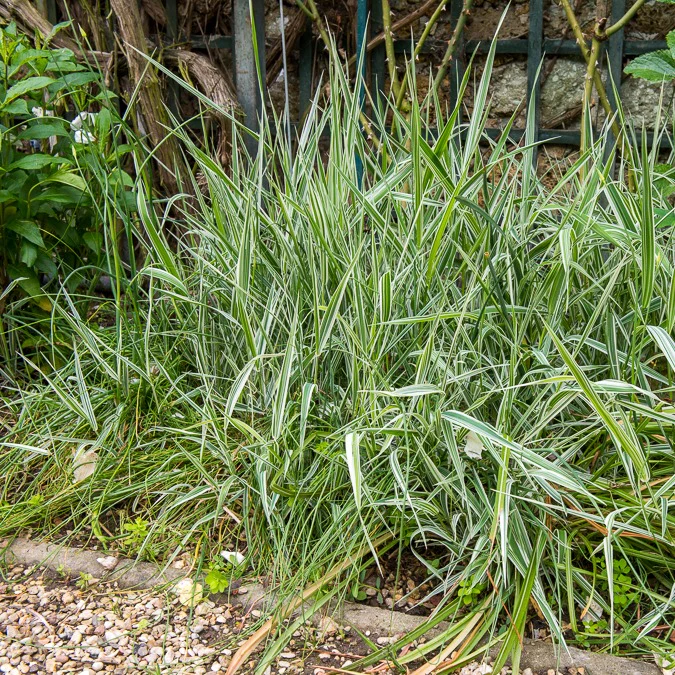 Phalaris panaché -Baldingère faux roseau - Image 2