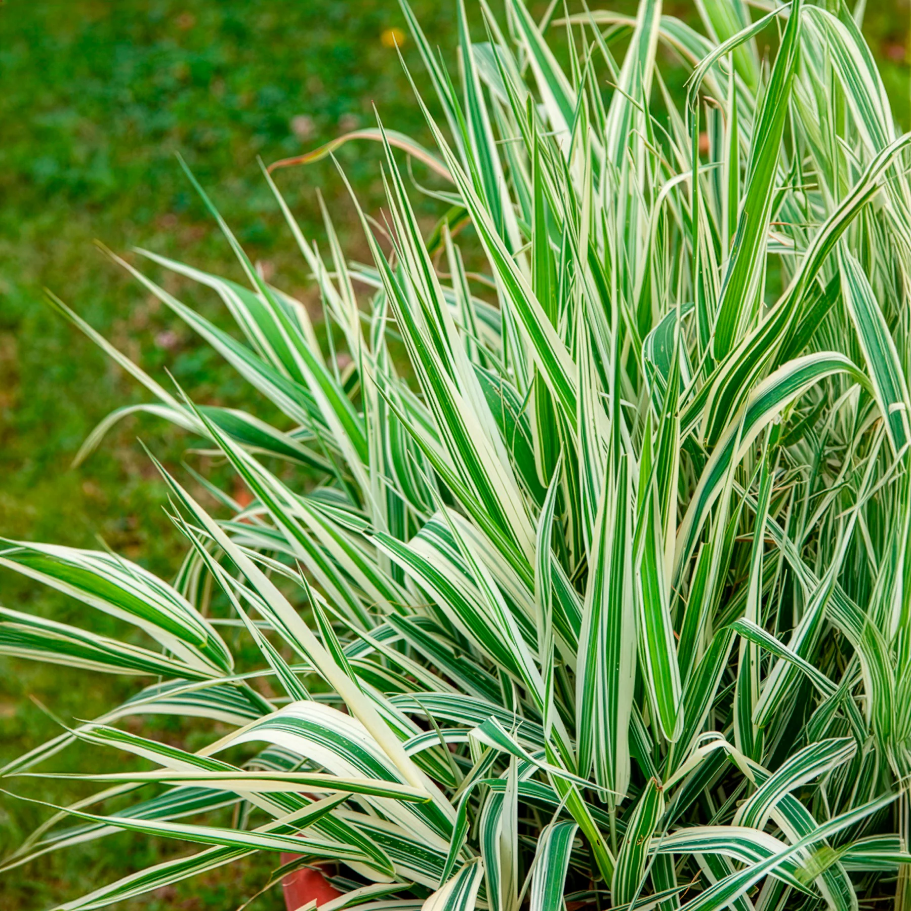 Phalaris panaché -Baldingère faux roseau - Image 3