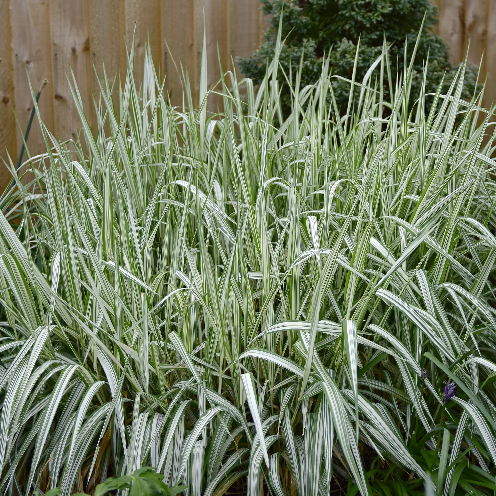 Phalaris panaché Feesey - Baldingère faux-roseau