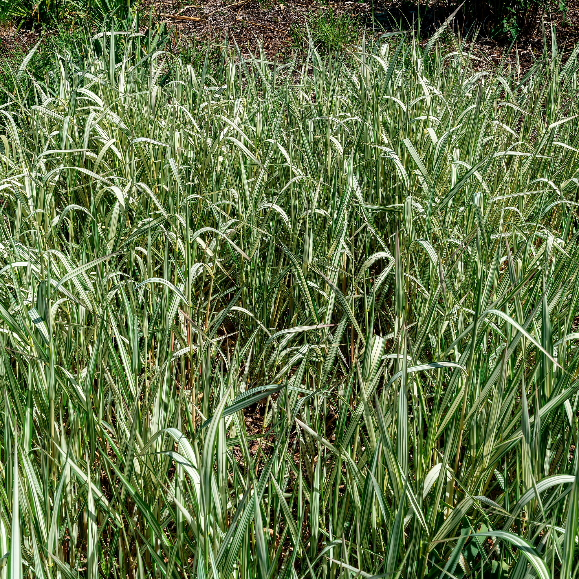 Phalaris panaché Feesey - Baldingère faux-roseau - Image 2