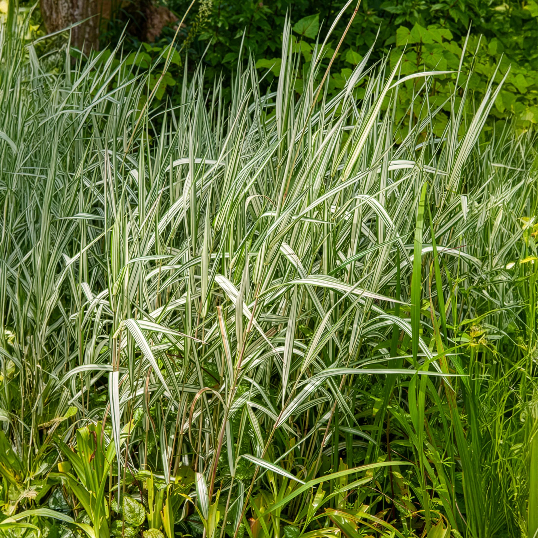 Phalaris panaché Feesey - Baldingère faux-roseau - Image 3