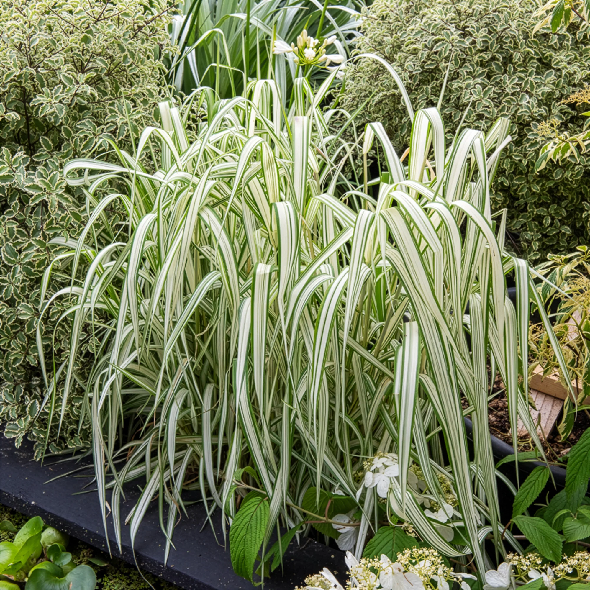 Phalaris panaché Feesey - Baldingère faux-roseau - Image 4