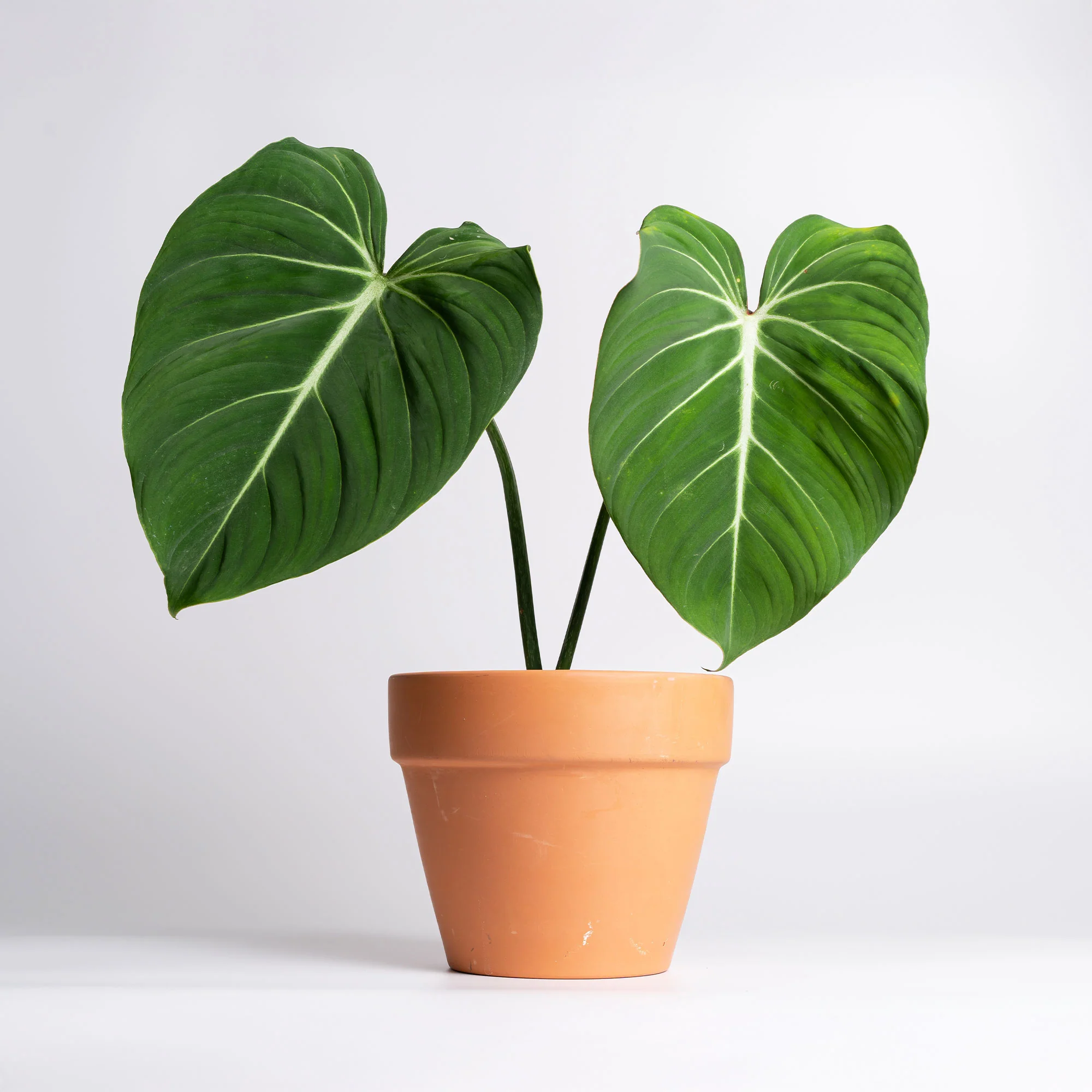 Philodendron Gloriosum