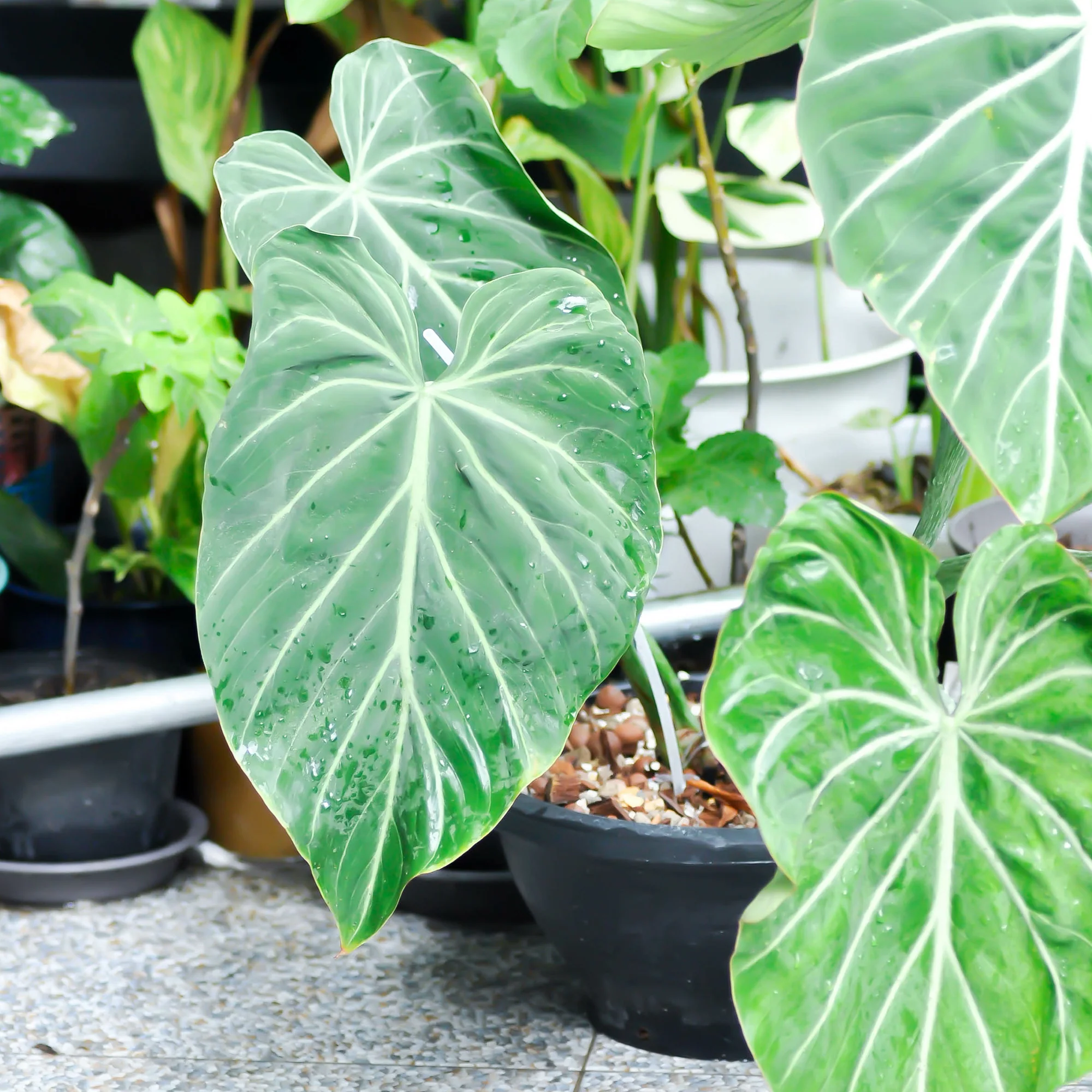 Philodendron Gloriosum - Image 2