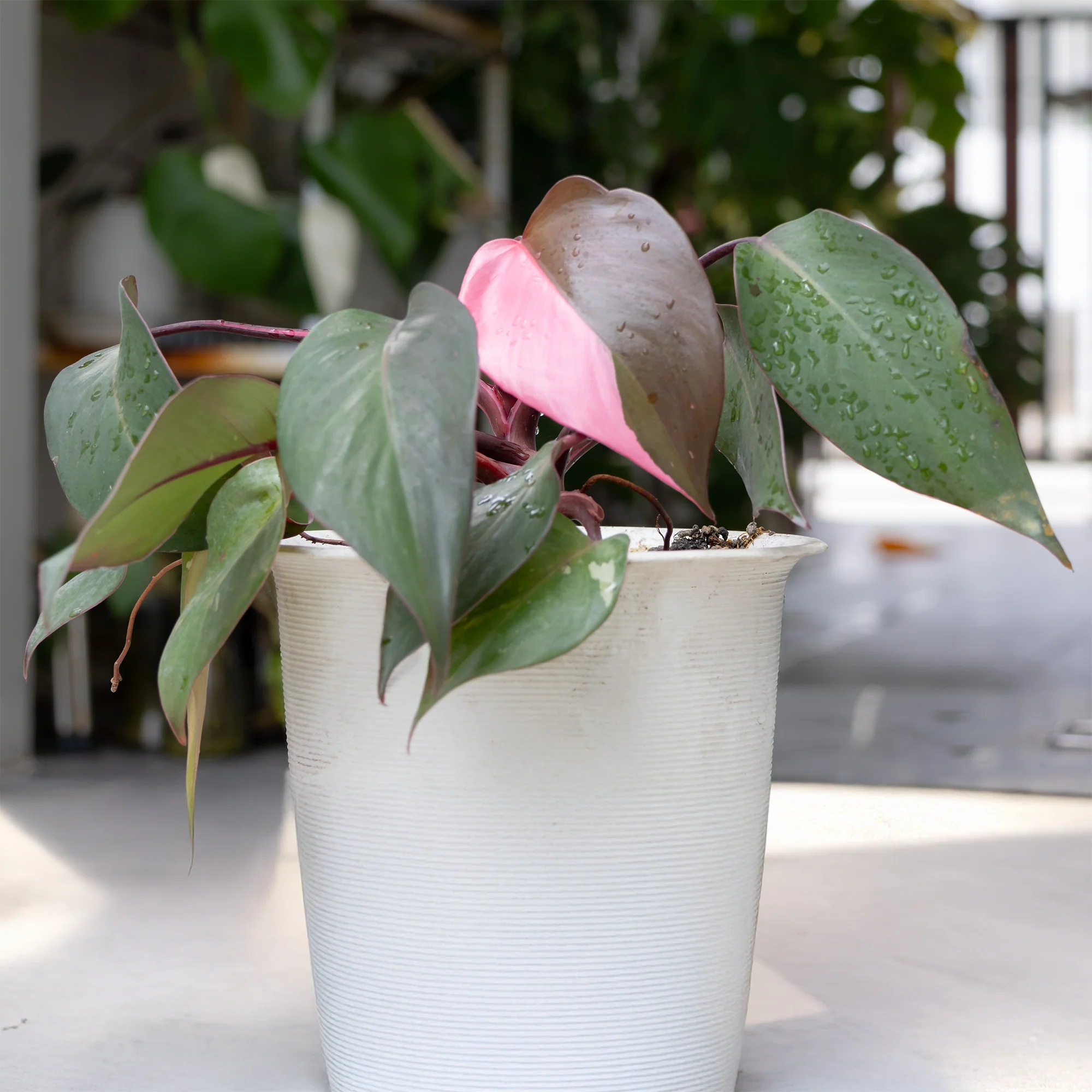 Philodendron Pink Princess
