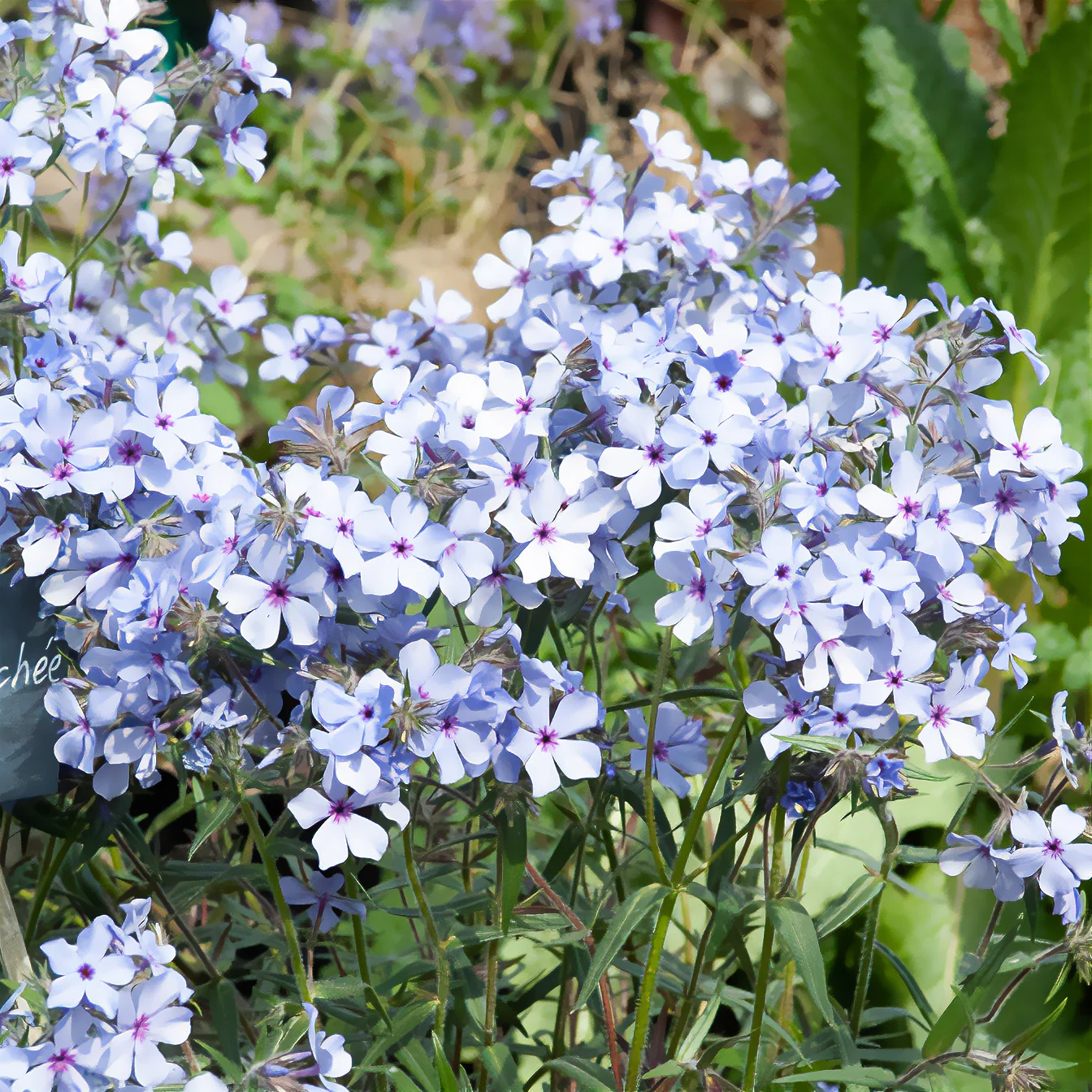 Phlox divaricata Chattahoochee