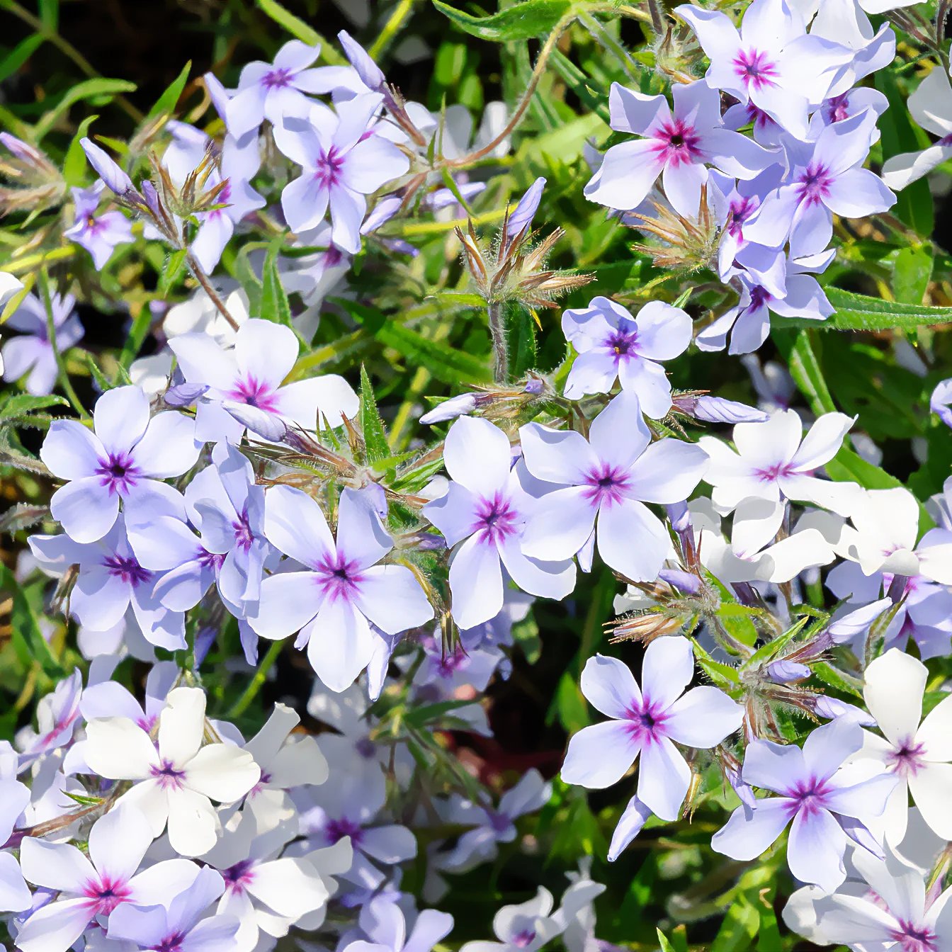 Phlox divaricata Chattahoochee - Image 2