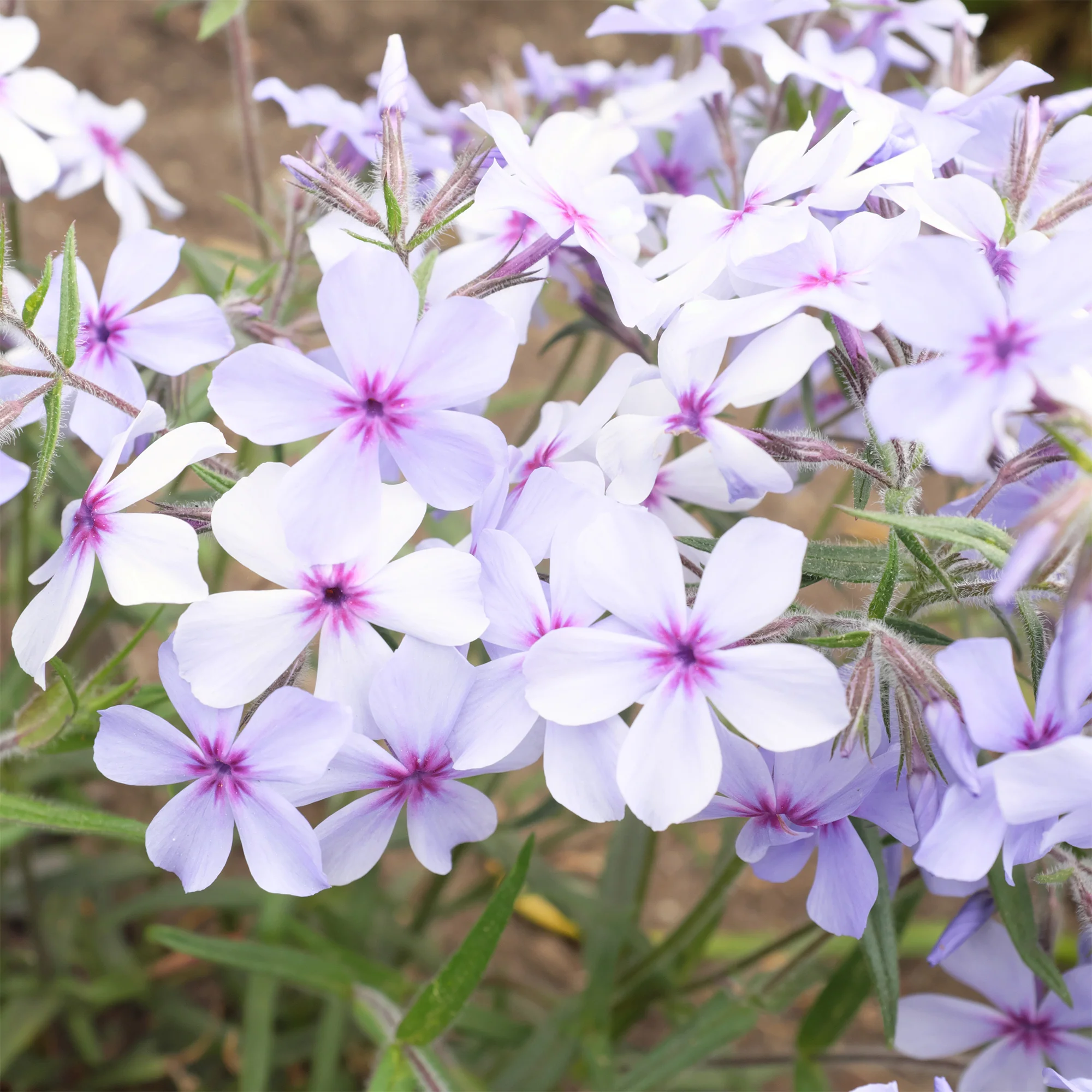 Phlox divaricata Chattahoochee - Image 3