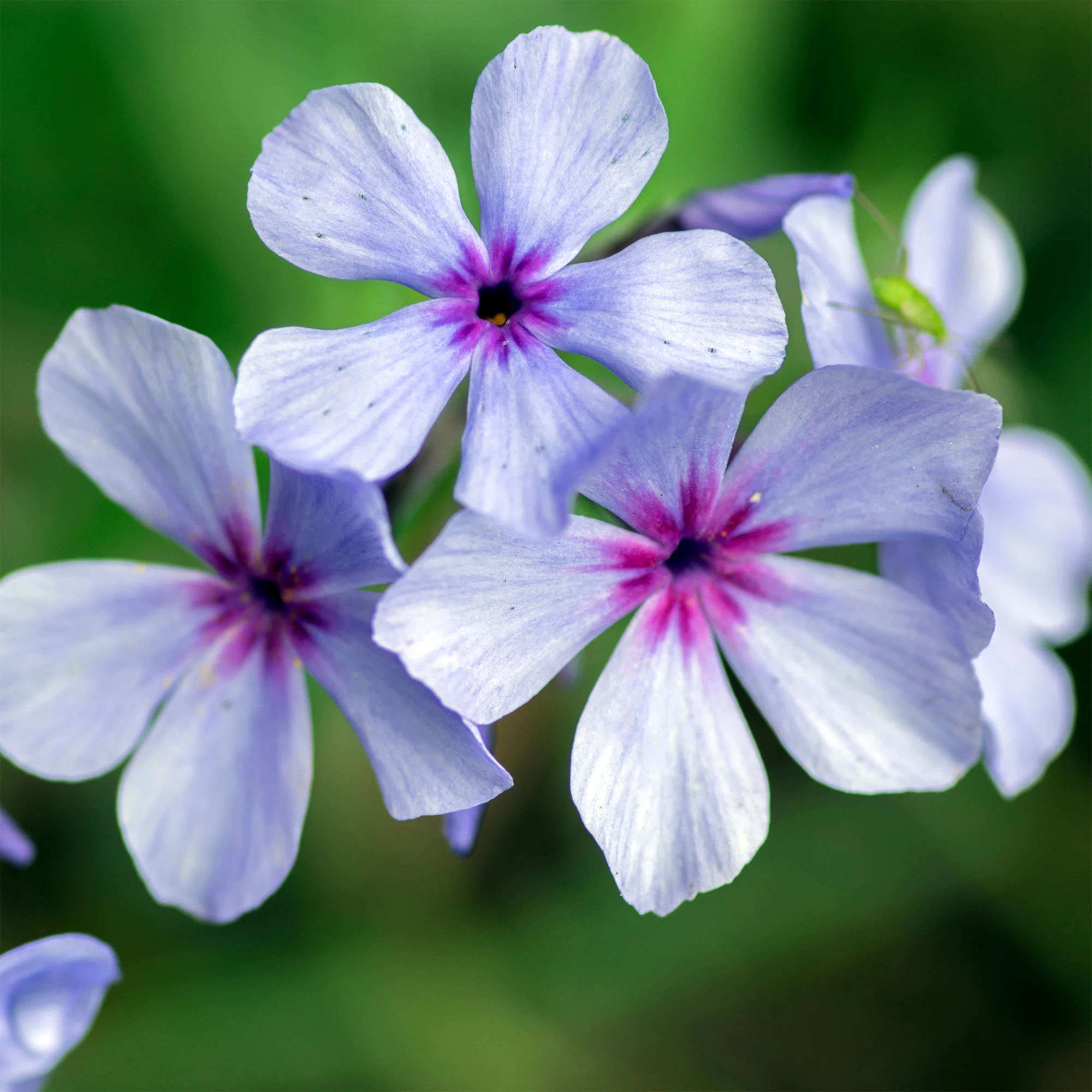Phlox divaricata Chattahoochee - Image 4
