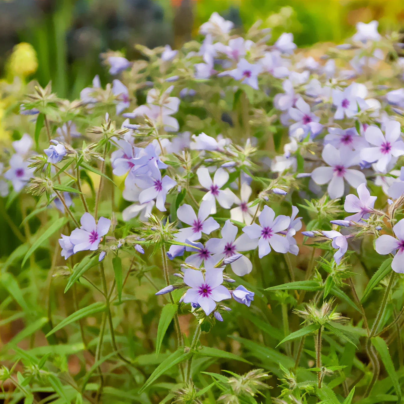 Phlox divaricata Chattahoochee - Image 5