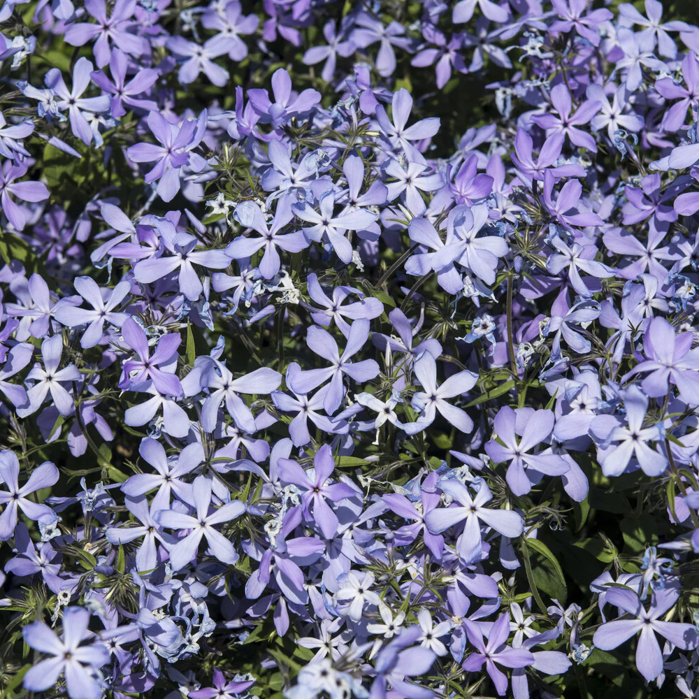 Phlox divaricata Clouds of Perfume - Image 3