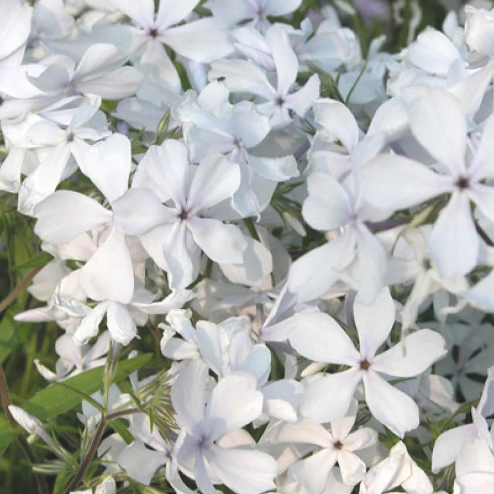 Phlox divaricata May Breeze - Image 2