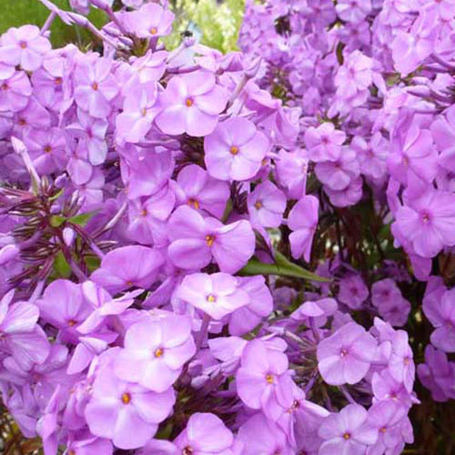 Phlox maculé Rosalinde