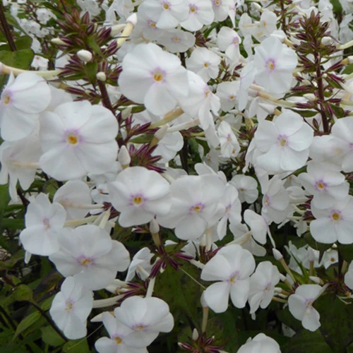 Phlox  maculé Schneelawine